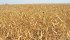 Analysts expect the big demand for peas and lentils to continue for the near future. | File photo