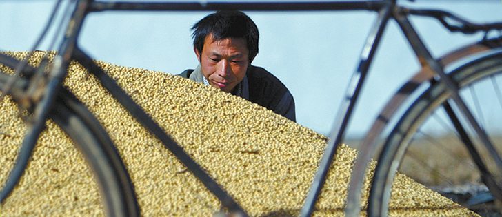 China is investigating reports of GM soybeans being grown in the country’s northeastern oilseed region.  |  File photo
