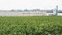 Rain arrived at the right time for many soybeans this year. | File photo