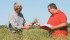 Wallace Hamm and his son, Byron, inspect their flax field near Saskatoon. The pair are involved in certifying organic and gluten-free operations at Pro-Cert, a company based on their organic farm. | Karen Morrison photo