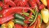 Peppers can be hot or sweet, but they all are a great addition to many meals. | Sarah Galvin photo
