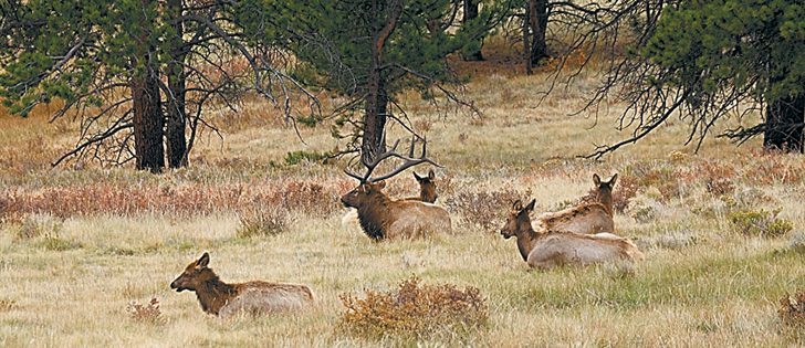 Farmers are becoming increasingly exasperated with elk that originate on a military base in southern Alberta.  |  File photo