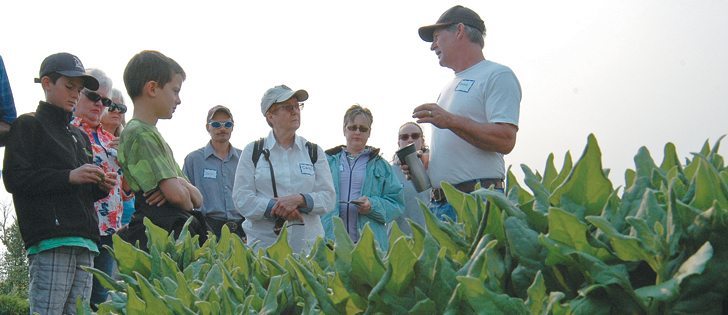 The angular beauty of spinach leaves is on rampant display as Shane Woods, right, discusses crops in the Wildrose Heritage Seed Company garden with visitors on a Lethbridge tour Aug. 20.  |  Barb Glen photo