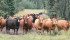 Canada Beef Inc. is eager to satisfy “huge untapped market potential” in China. | Barbara Duckworth photo