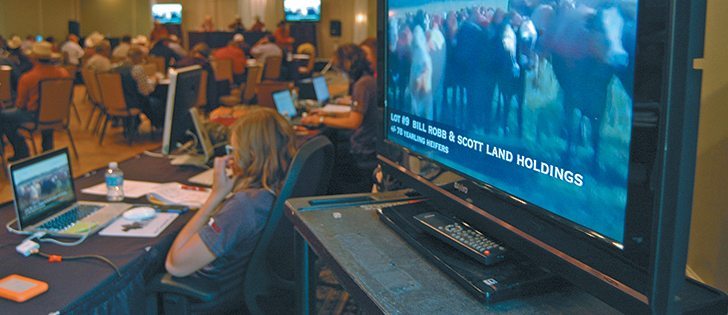 Anyone with internet access could view and bid on cattle.  |  Barb Glen photos