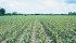Trials look at how silage and greenfeed made from early maturing corn differs from longer season varieties. | File photo