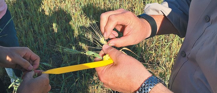 Measuring yields of growing crops is a moving target but in-field assess-ments and satellite monitoring might improve accuracy.  |  File photo