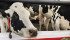Canadian dairy producers representatives doubt a rumoured 10 percent American access to the Canadian market has been agreed to. The Canadian dairy industry is a growth region for dairy technology companies such as those attending Canada's Outdoor Farm Show earlier this month. | Michael Raine photo