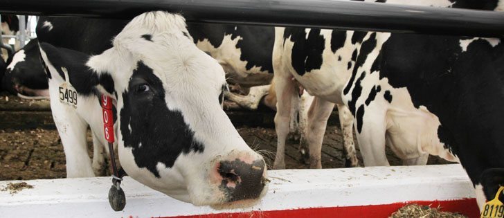 Canadian dairy producers representatives doubt a rumoured 10 percent American access to the Canadian market has been agreed to. The Canadian dairy industry is a growth region for dairy technology companies such as those attending Canada's Outdoor Farm Show earlier this month.  |  Michael Raine photo