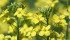 New canola promises breakthrough