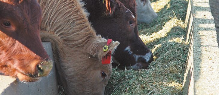 It was more economical for feedlots to fatten up cattle to heavier weights than buy replacement cattle.  |  File photo 