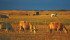 U.S. ranchers are expanding their cow herds but Canadian producers are more cautious. | File photo