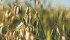 Oat prices are dismal but U.S. processors may need to replenish supplies next spring which could improve prices. | File photo