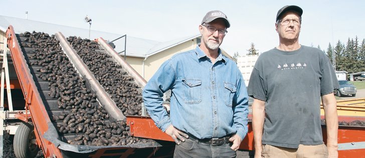 Ernie Van Boom, left, and Cecil Goutbeck grow and market several varieties of potatoes on their grain and potato farm near Fort Saskatchewan, Alta. |  Mary MacArthur photo