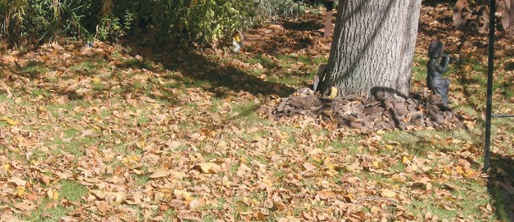 Rake leaves off the lawn and use them as mulch to protect plants from winter damage.  |  Albert Parsons photo