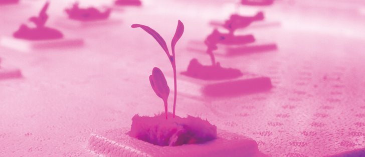 Nutraponics wants to provide food security around the world through vertical farms, using water from fish as fertilizer and LED lights as the light source. | Mary MacArthur photo
