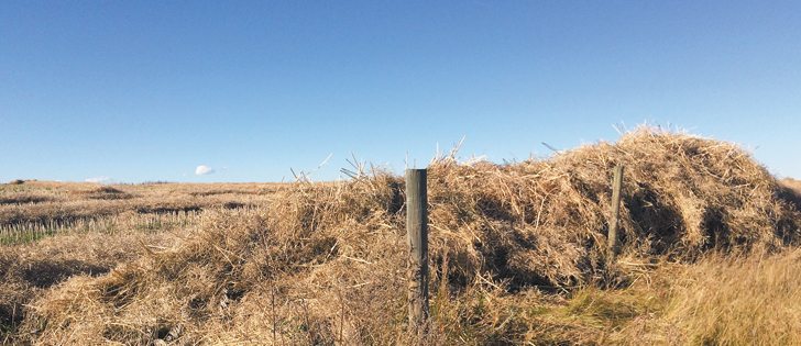 Strong winds in Alberta piled canola swaths against a fence line Oct. 10.  |  Mary MacArthur photo 