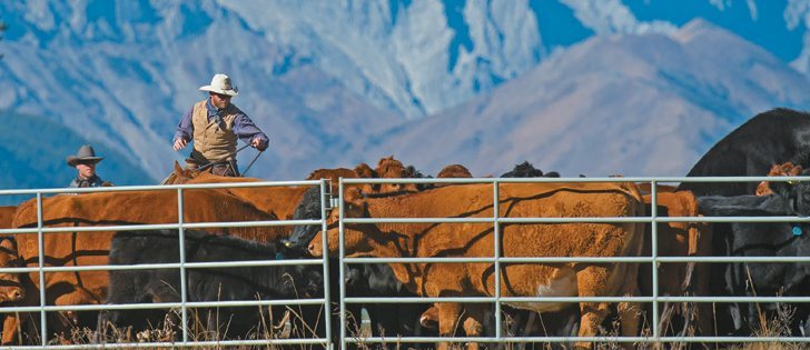 Dustin Hummel, left, and Wade Nelson help Hank Ormstrup of Longview, Alta., round up 80 head of cattle to truck back to winter pastures. A recent cow-calf survey found ranchers with larger herds are more cost efficient. |  Mike Sturk photo