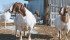 Producers participating in the traceability trial will record issues relating to application and retention. | File photo
