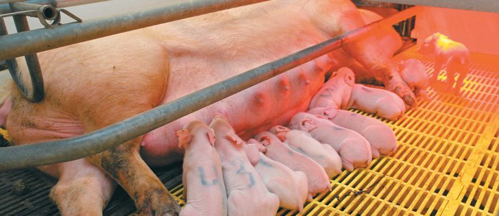 Sows often fail to pass on essential vitamins and copper to newborn piglets so supplementation may be required.  |  File photo 