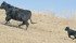 Research shows a calf’s immune system suffers if it does not get colostrum immediately after birth. | File photo