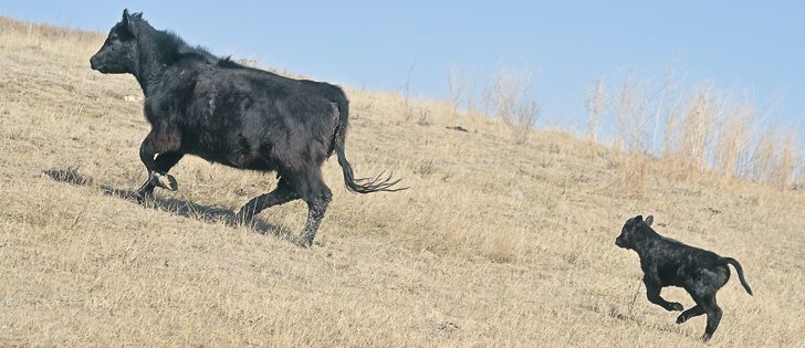 Research shows a calf’s immune system suffers if it does not get colostrum immediately after birth. |  File photo