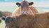 Canadian calf buyers don’t have a history of paying more for preconditioned animals but in some years it can pay off well for producers.
| Mike Sturk Photo