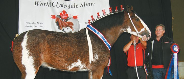 David Anderson and Robert Detweiller show off Ovation, the supreme champion at the World Clydesdale Show.  |  Barbara Duckworth photo