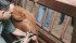 If using the rubber banding method of castration it is important to recheck the calf later to determine if a testicle has not descended. | File photo
