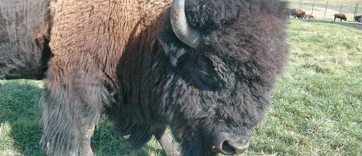 Canadian Rocky Mountain Ranch sells up to 80 bison and 70 elk annually to restaurants and through its retail store.  |  Barb Glen photo