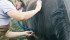 Swelling that extends along a horse’s belly and back legs is one symptom of a mammary tumour. | File photo