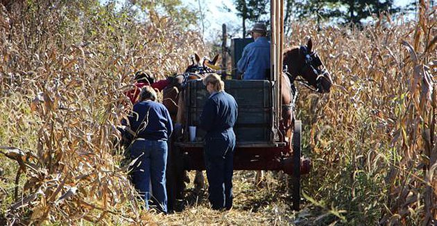 Tweet by armanddairy ‏@farmanddairy 

Old-school #womenofharvest15: Hand harvesting #corn in #Ohio! http://goo.gl/KEF5GZ  #harvest15 | Twitter photo