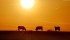 Is the sun settig on cattle prices, or will a November rally lift markets ahead of North American holiday demand? | Michael Raine photo