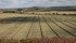 Stakeholders in Canada’s grain and oilseeds sector were quick to applaud the TPP pact, which will remove tariffs and address non-tariff barriers on a variety of agricultural goods including canola, canola oil, canola meal, wheat, barley, pulses, fruits, wines and processed food products. | Mary MacArthur photo