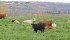 Even when the Trans-Pacific Partnership trade deal is in place there will likely be food safety disputes with TPP signatories, which will affect the access Canadian commodities have in these Pacific Rim markets. | Robin Booker photo.