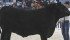 A Black Angus two-year-old bull owned by Poplar Meadows Angus and led by Ashley Breuer, of Houston,
B.C., won the two-year-old bull class and went on to win grand champion Black Angus bull at Farmfair.
| Mary MacArthur photo