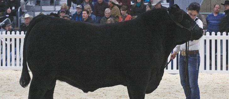 A Black Angus two-year-old bull owned by Poplar Meadows Angus and led by Ashley Breuer, of Houston, 
B.C., won the two-year-old bull class and went on to win grand champion Black Angus bull at Farmfair.  
|  Mary MacArthur photo