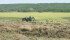 Alfalfa hay production increased by four percent this year in the western U.S. despite a drop in demand from California dairies, which switched from alfalfa hay to cheaper alternatives. | File photo
