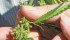 Those who replied to a recent international hemp market survey cited inconsistent government regulations as a weakness inhibiting industry growth. | File photo