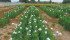 Test plots of thebaine poppies near Lethbridge show that the plants thrive in the dry, sunny climate of southern Alberta. | API Labs photo