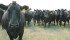 Ranchers who have a history of raising quality cattle can demand higher prices from feedlots, says Canfax official. | File photo
