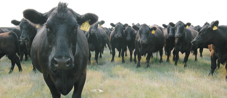 Ranchers who have a history of raising quality cattle can demand higher prices from feedlots, says Canfax official. | File photo