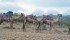 The MERS virus is thought to have originated in camels. As humans continue to spread into new natural areas, viruses like MERS often find new hosts. | Jamie Rothenburger photo