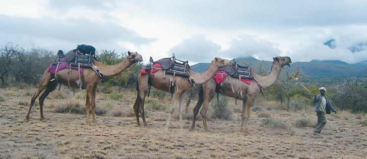 The MERS virus is thought to have originated in camels. As humans continue to spread into new natural areas, viruses like MERS often find new hosts.  |  Jamie Rothenburger photo