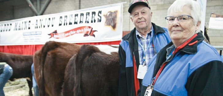 Robert and Janice Stenberg of Alder Flats, Alta., have been raising full blood Maine Anjou since 1971. It is the 45th anniversary of Maine Anjou in Canada and the national show is being held at Farmfair.  |  Mary MacArthur photo