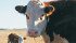The timing of disease in a calf has as much effect as the disease itself. | File photo
