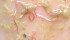 Haemonchus contortus is resistant to all available drugs and causes sever anemia in sheep. | U of C faculty of veterinary medicine