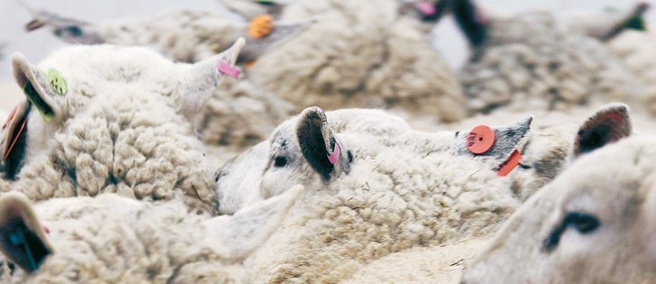 Researchers are looking for breeding animals that are resistant to parasites.  |  File photo