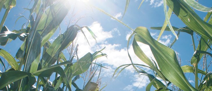 Good weather and limited disease resulted in high yields for most Alberta corn growers.  |  D’Arce McMillan photo