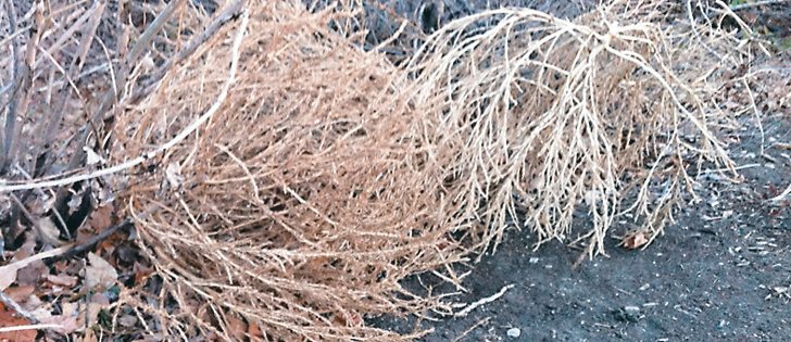 Researchers tracking tumbleweeds found most of the seeds were lost in the first 500 metres. | File photo